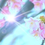 桜の花の間に差し込む光